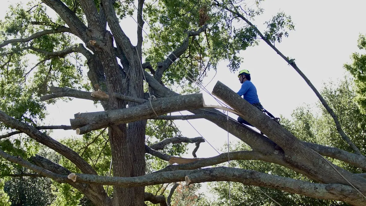Professional Crown Thinning performed by certified arborists in Thomasville